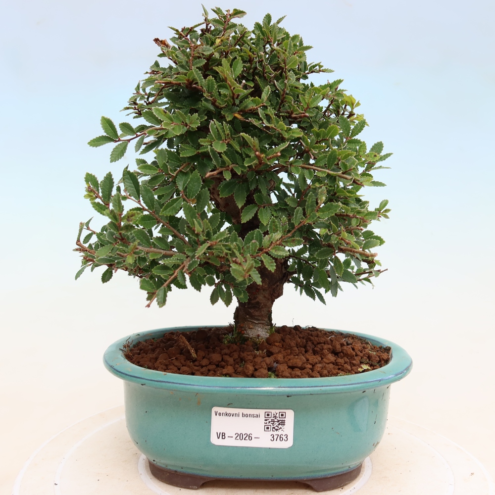 Bonsai da esterno - Zelkova - Zelkova NIRE
