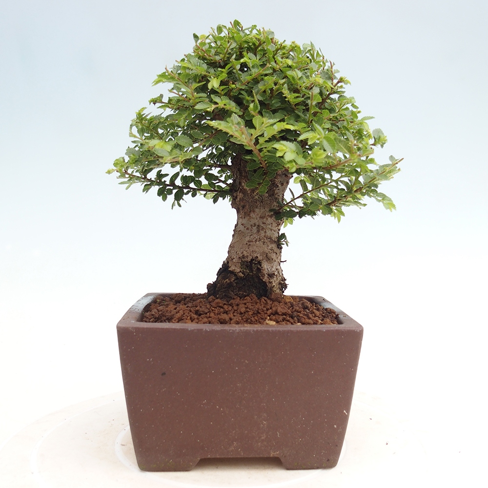 Bonsai da esterno - Ulmus parvifolia Hokkaido - Olmo cinese