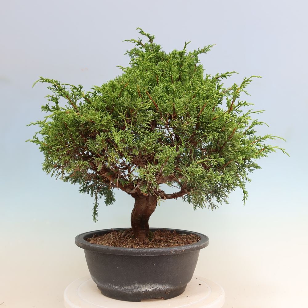 Bonsai da esterno - Juniperus chinensis Itoigawa-Juniperus chinensis