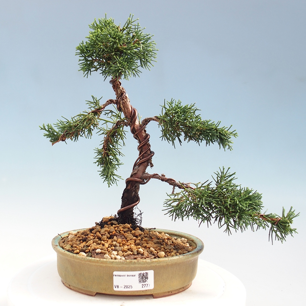 Bonsai da esterno - Juniperus chinensis Kishu