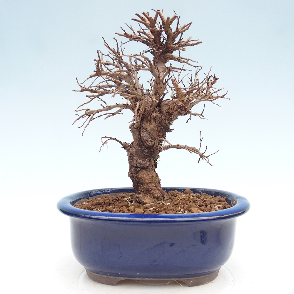 Bonsai da esterno - Zelkova - Zelkova NIRE