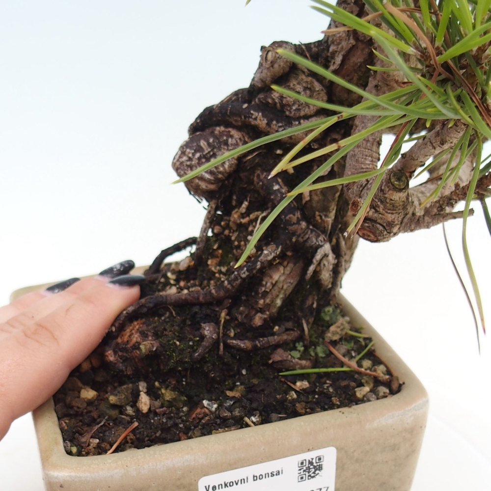 Bonsai da esterno - Pinus thunbergii - Pino di Thunberg