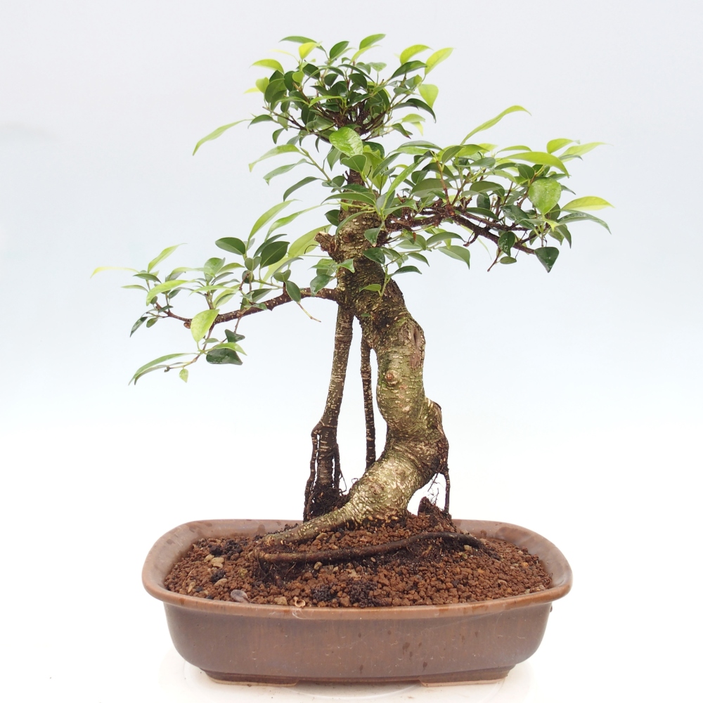 Camera bonsai - Ficus kimmen - ficus a foglie piccole