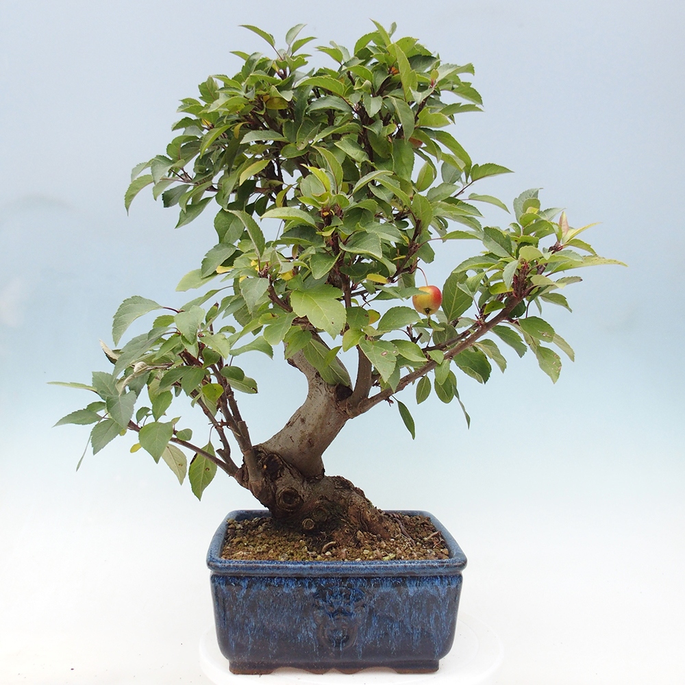 Bonsai da esterno -Malus halliana - Melo a frutto piccolo