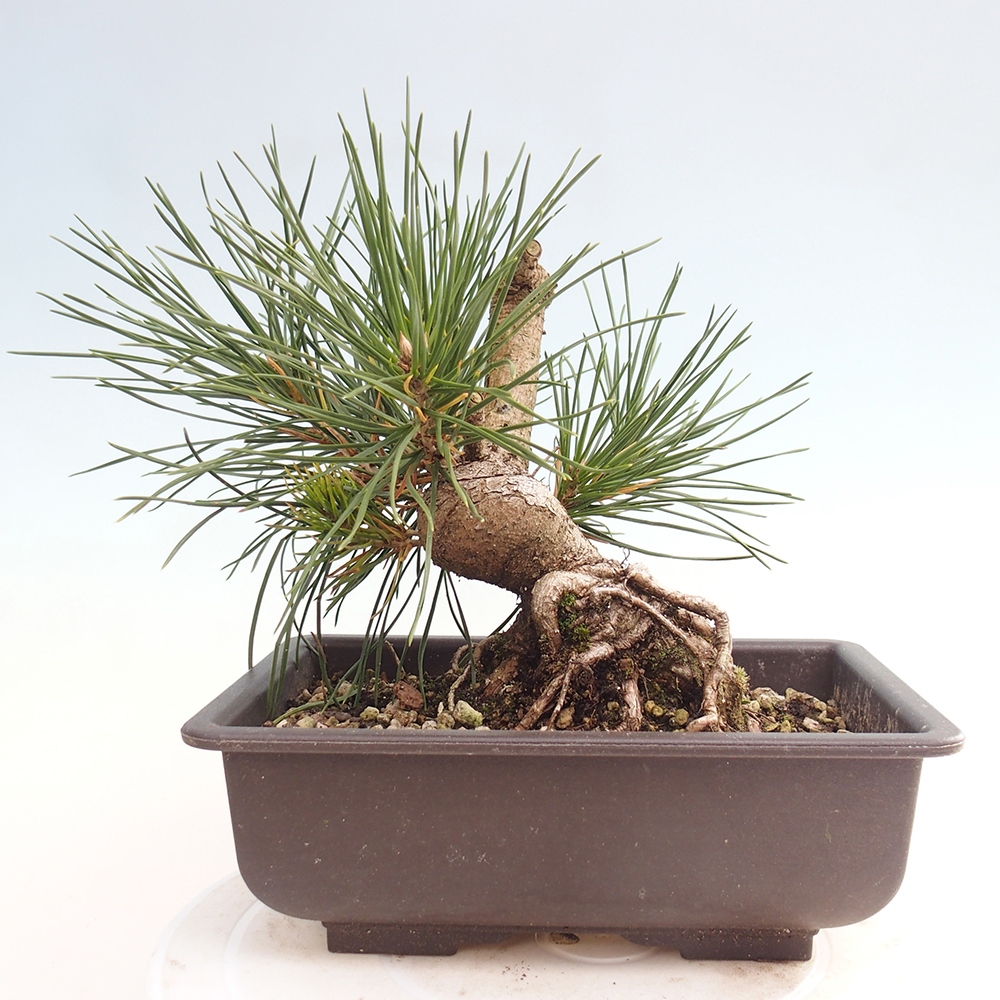 Bonsai da esterno - Pinus thunbergii - Pino di Thunberg