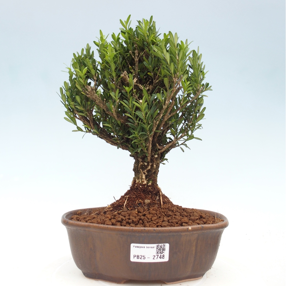 Camera bonsai - Buxus harlandii - buxus da sughero