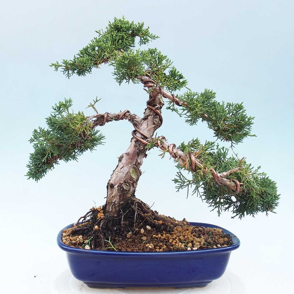 Bonsai da esterno - Juniperus chinensis Kishu