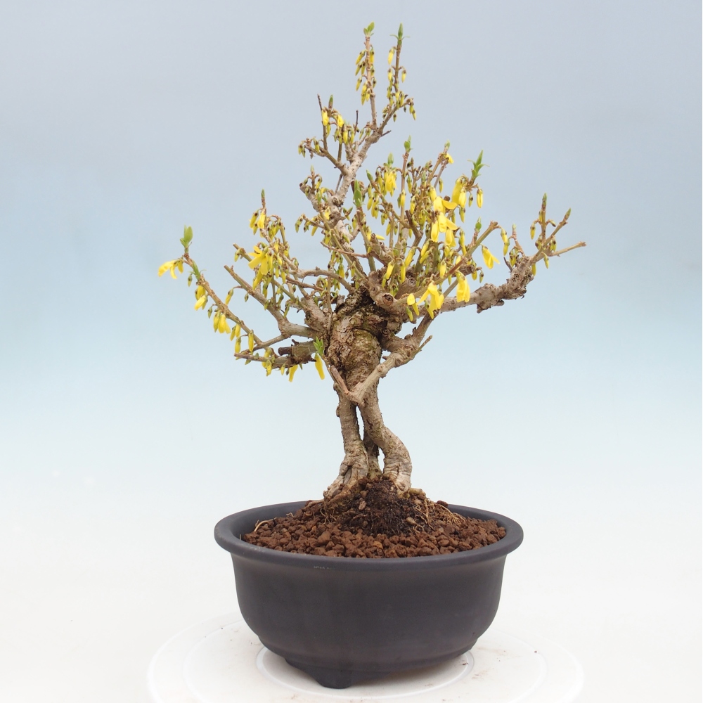 Bonsai da esterno - Zlatice - Forsythia koreana