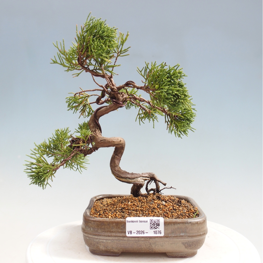 Bonsai da esterno - Juniperus chinensis Kishu