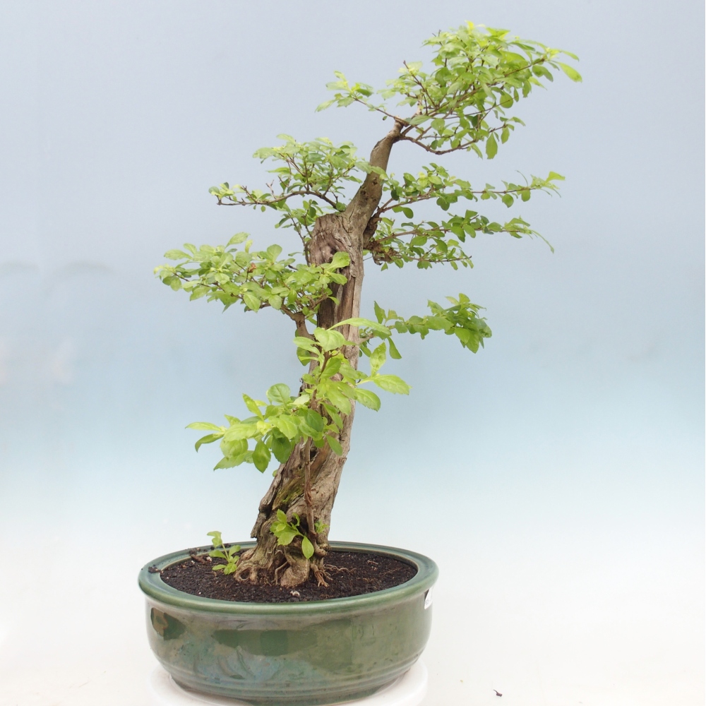 Bonsai da camera - Duranta erecta Aurea - SOLO RITIRO PERSONALE o trasporto su pallet