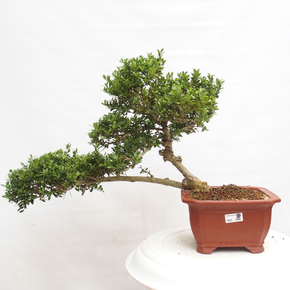 Camera bonsai - Ilex crenata - Agrifoglio