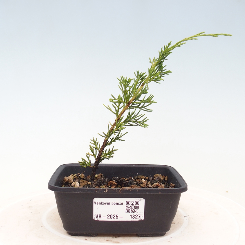 Bonsai da esterno - Juniperus chinensis Itoigawa