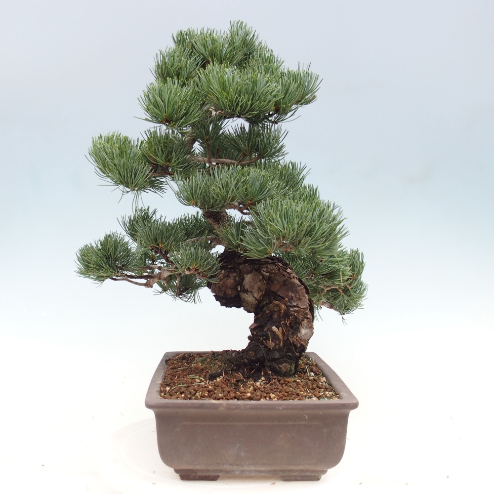 Bonsai da esterno - Pinus parviflora - Pinus parviflora