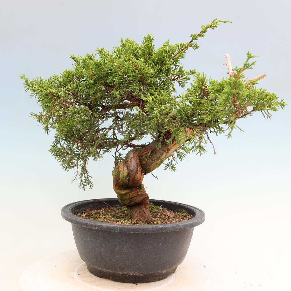 Bonsai da esterno - Juniperus chinensis Itoigawa-Juniperus chinensis