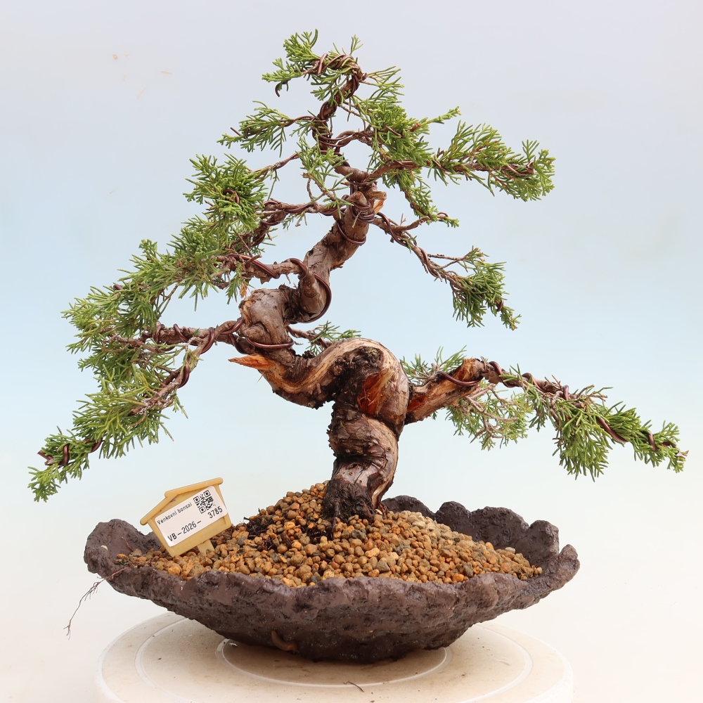 Bonsai da esterno - Juniperus chinensis Itoigawa-Juniperus chinensis