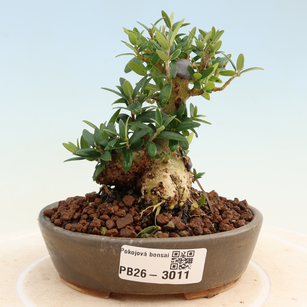 Bonsai da interno - Olea europaea sylvestris