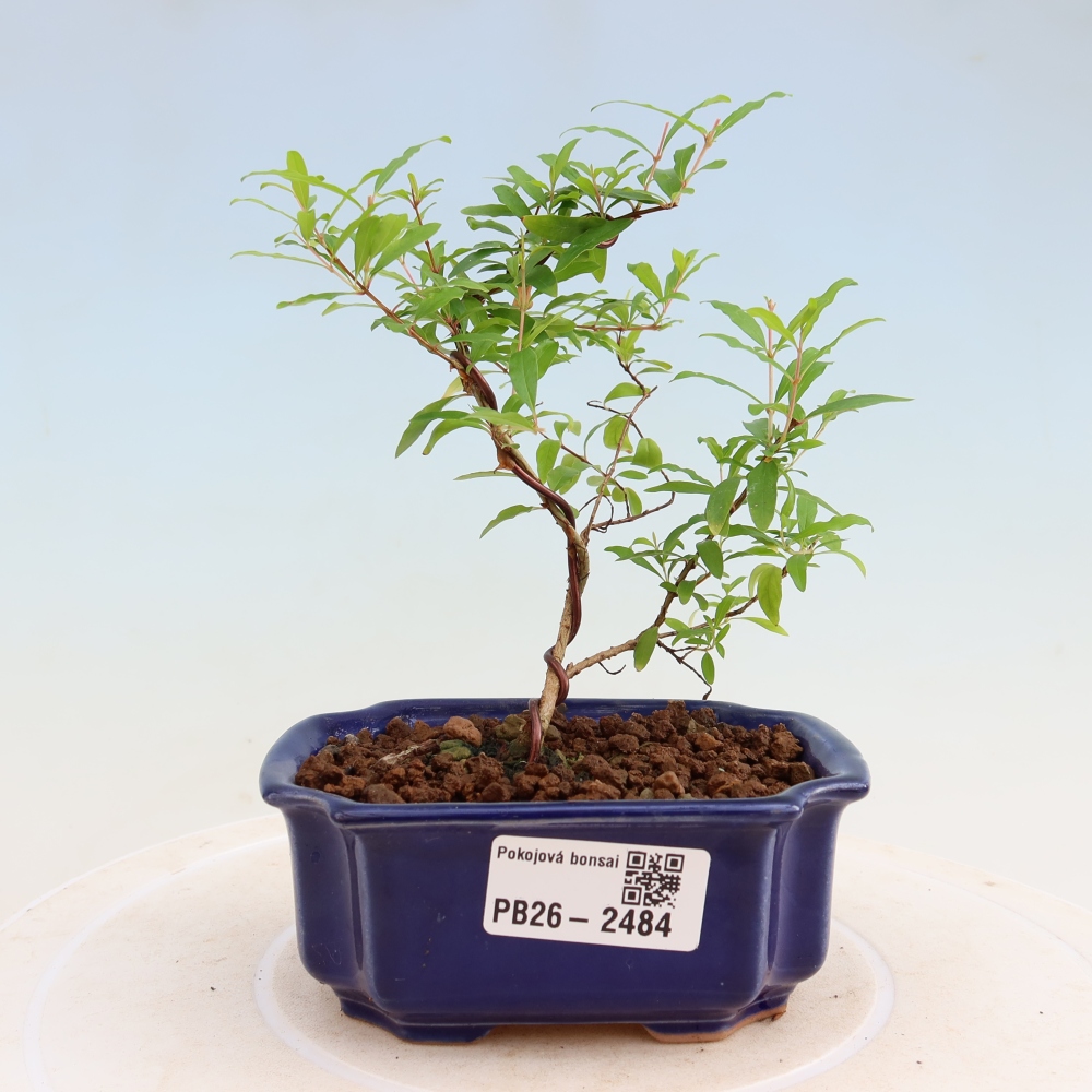 Camera bonsai-PUNICA granatum nana-Mela granata
