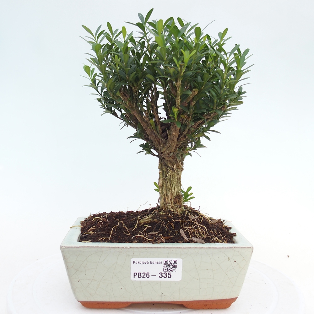 Camera bonsai - Buxus harlandii - buxus da sughero