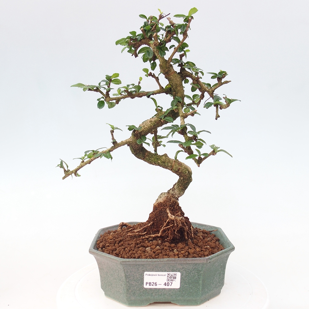 Camera bonsai - Carmona macrophylla - Tea fuki