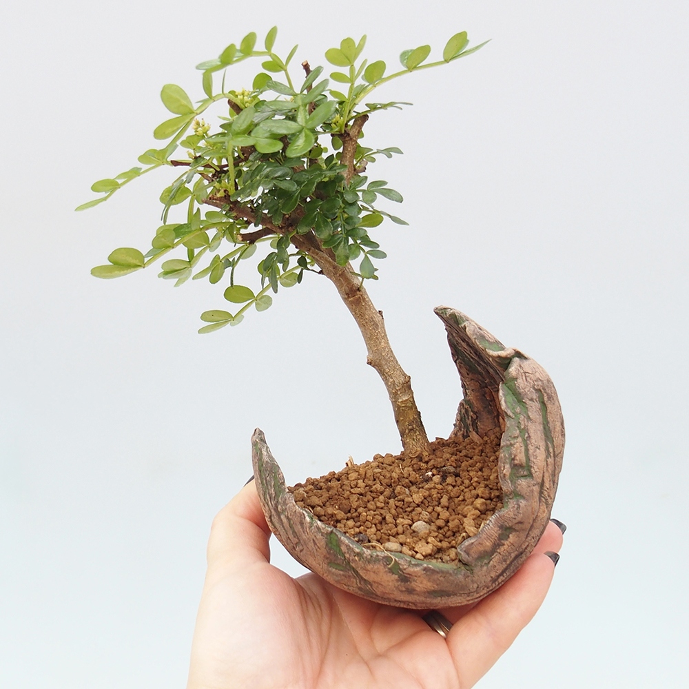 Camera bonsai - Zantoxylum piperitum - albero del pepe