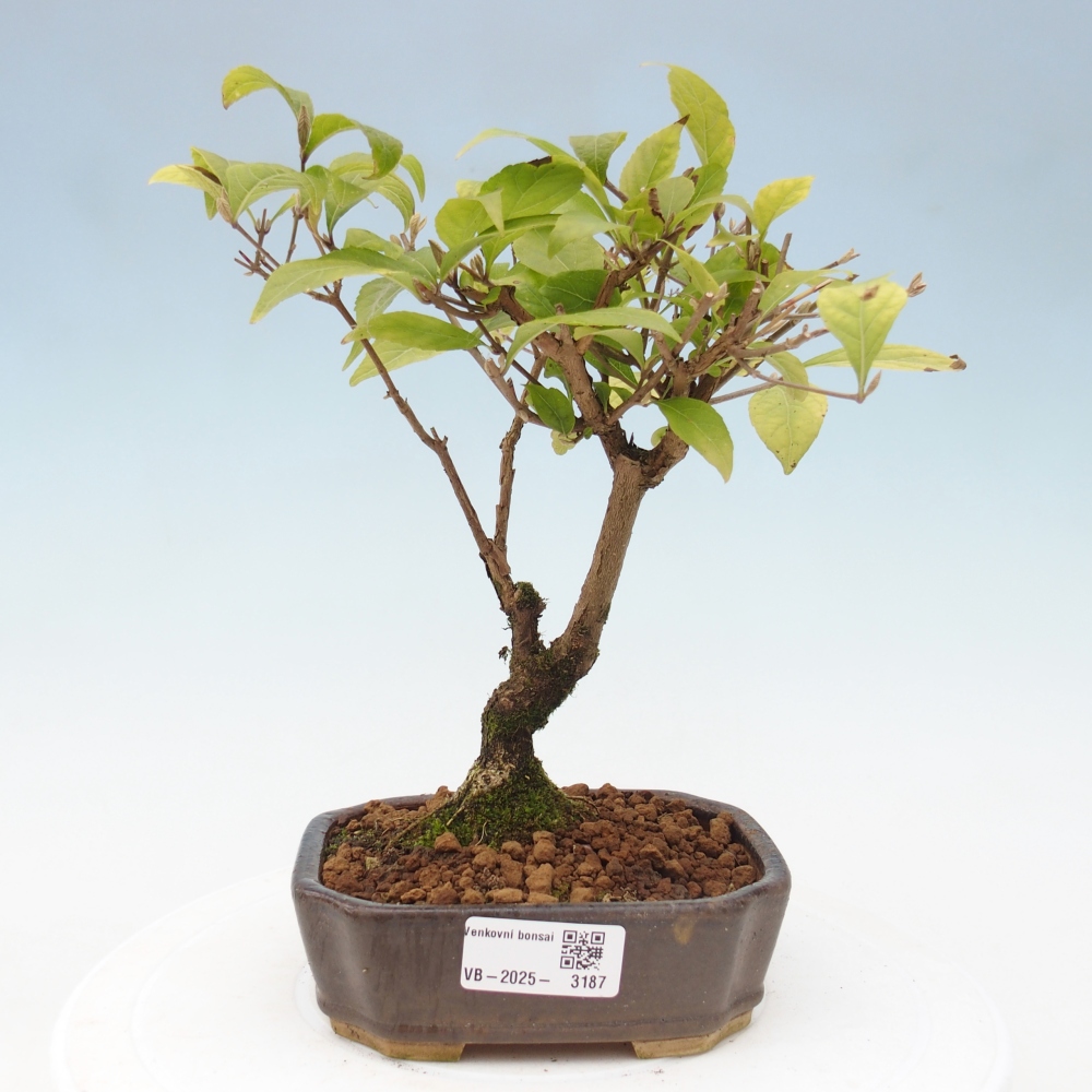 Bonsai da esterno - Callicarpa japonica
