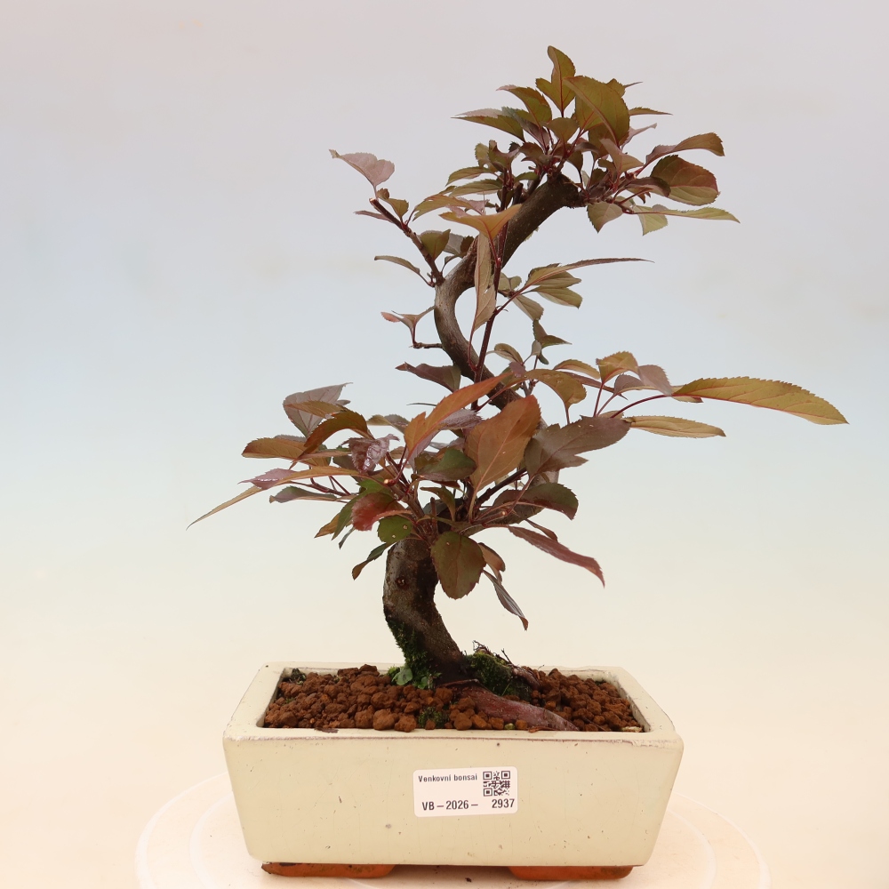 Bonsai da esterno -Malus domestica - Melo a piccoli frutti a foglie rosse