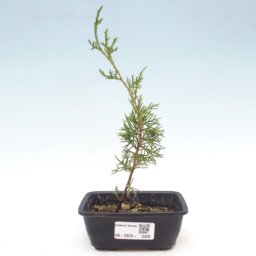 Bonsai da esterno - Juniperus chinensis Itoigawa