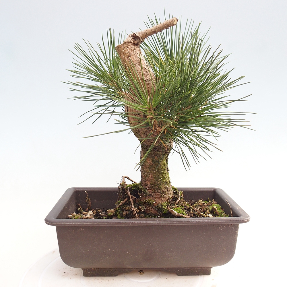 Bonsai da esterno - Pinus thunbergii - Pino di Thunberg