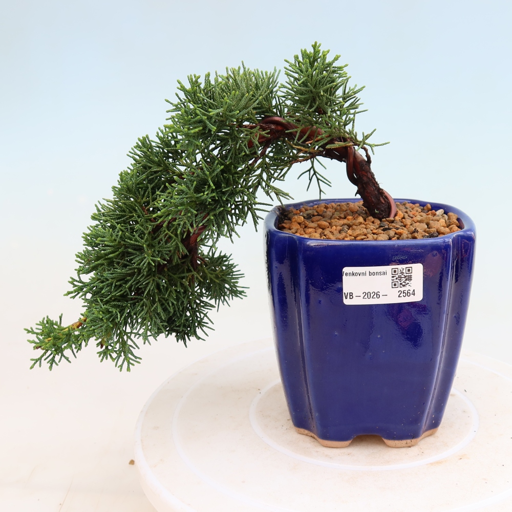 Bonsai da esterno - Juniperus chinensis Kishu