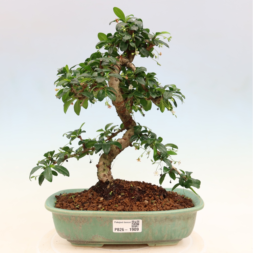 Camera bonsai - Carmona macrophylla - Tea fuki