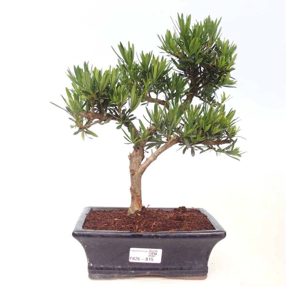 Camera bonsai - Podocarpus - Tasso delle pietre