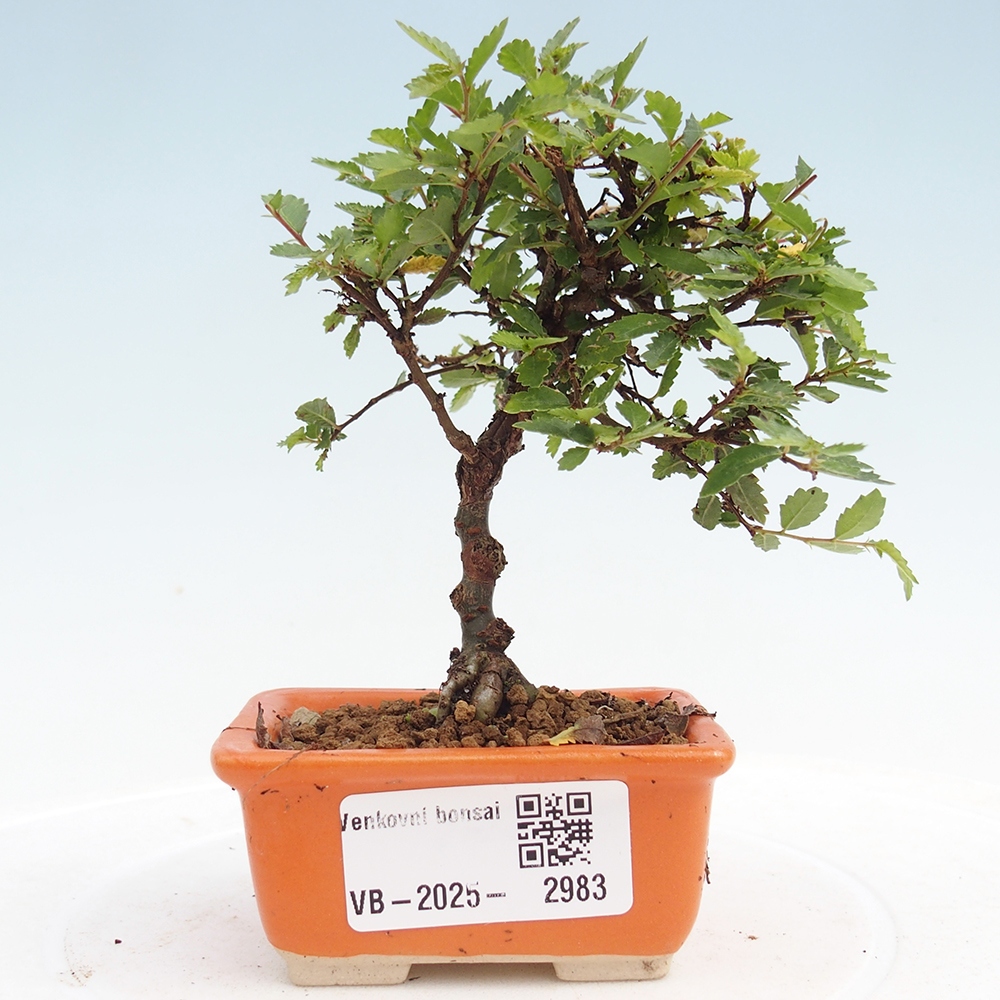 Bonsai da esterno - Ulmus parvifolia Sagei - Olmo a foglie piccole