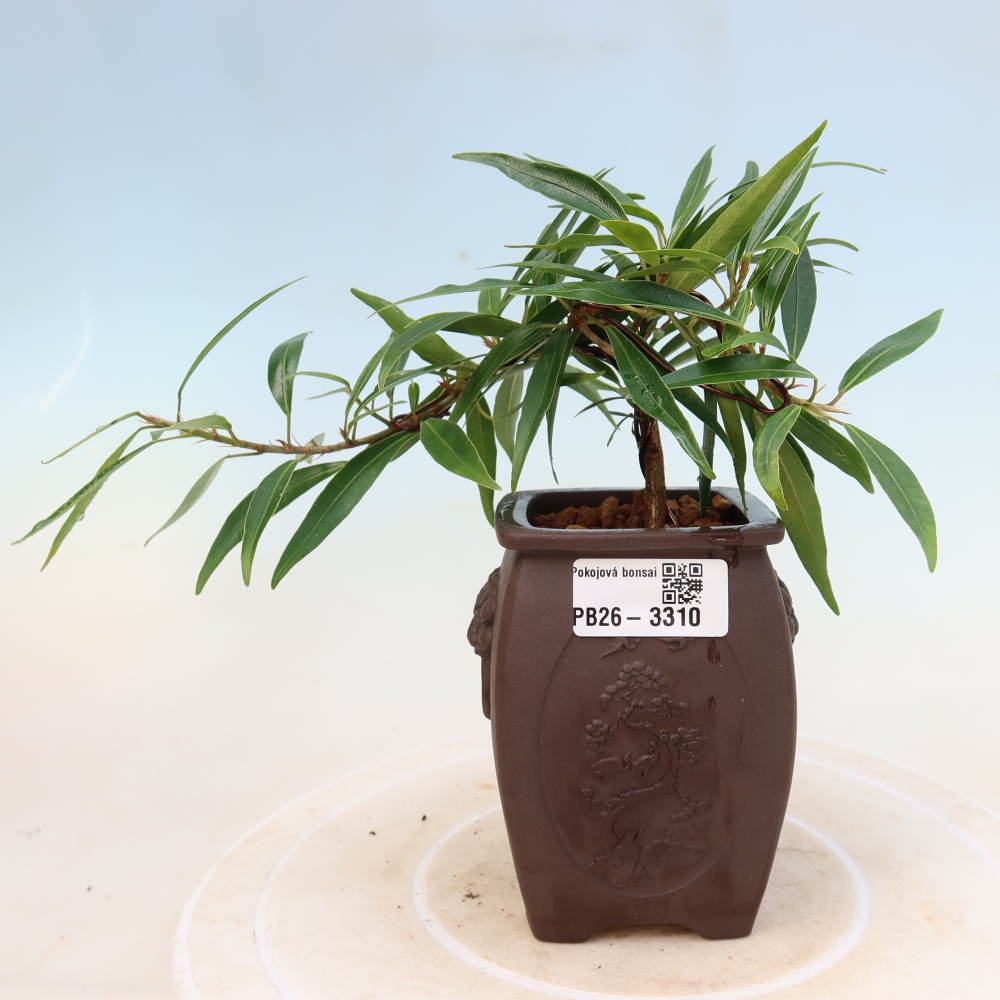 Camera bonsai - Ficus nerifolia - ficus a foglie piccole