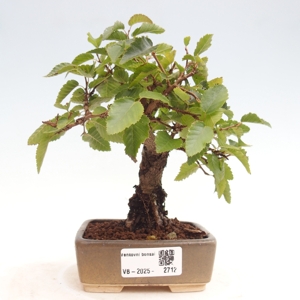 Bonsai da esterno -Carpinus CARPINOIDES - Carpino coreano