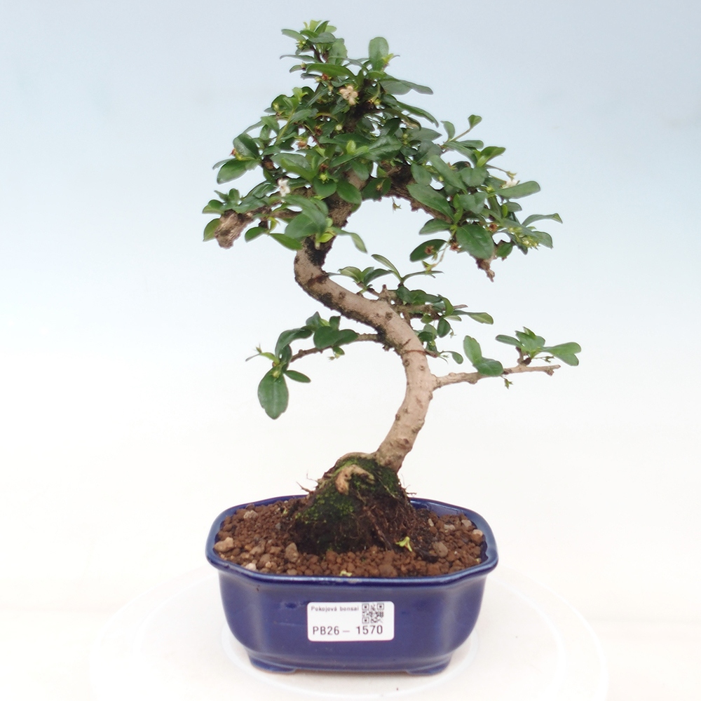 Camera bonsai - Carmona macrophylla - Tea fuki