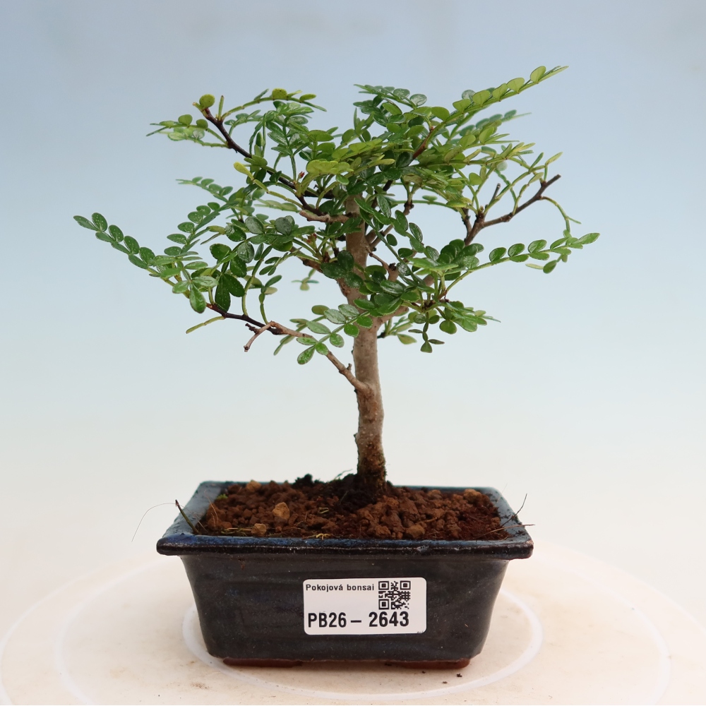 Camera bonsai - Zantoxylum piperitum - albero del pepe