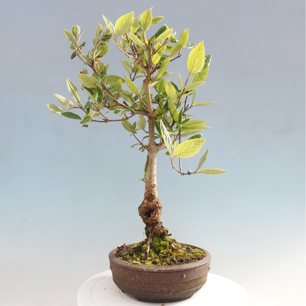 Bonsai da esterno - Kalina Bodnanská - Viburum carlesii hemsi