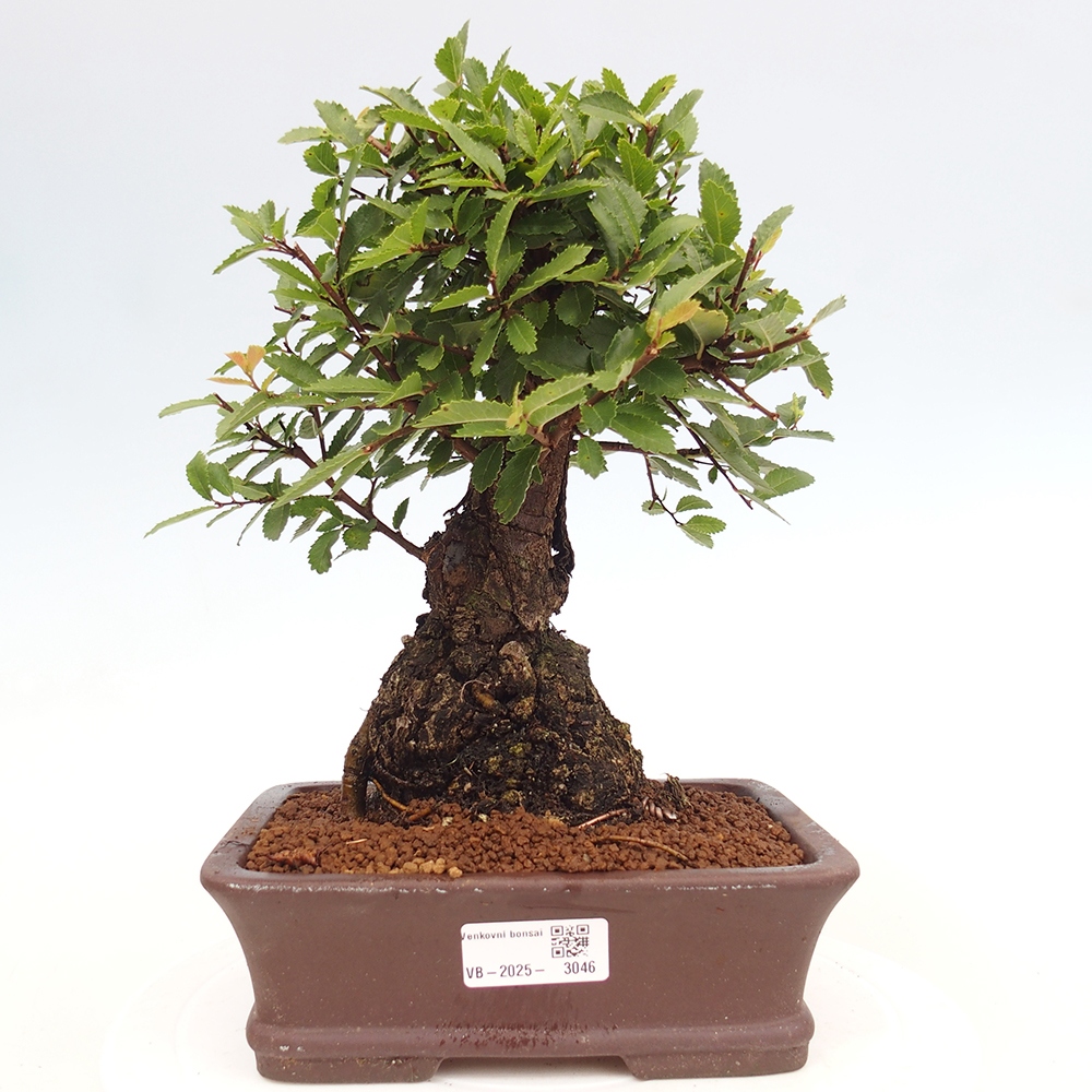 Bonsai da esterno - Zelkova - Zelkova NIRE