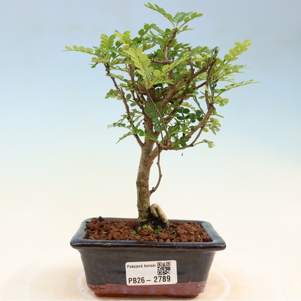 Camera bonsai - Zantoxylum piperitum - albero del pepe