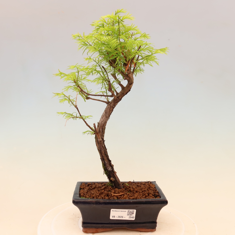 Bonsai da esterno - Metasequoia glyptostroboides - Metasequoia cinese
