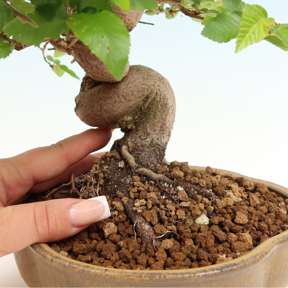 Bonsai da esterno -Carpinus Coreana - Carpino coreano