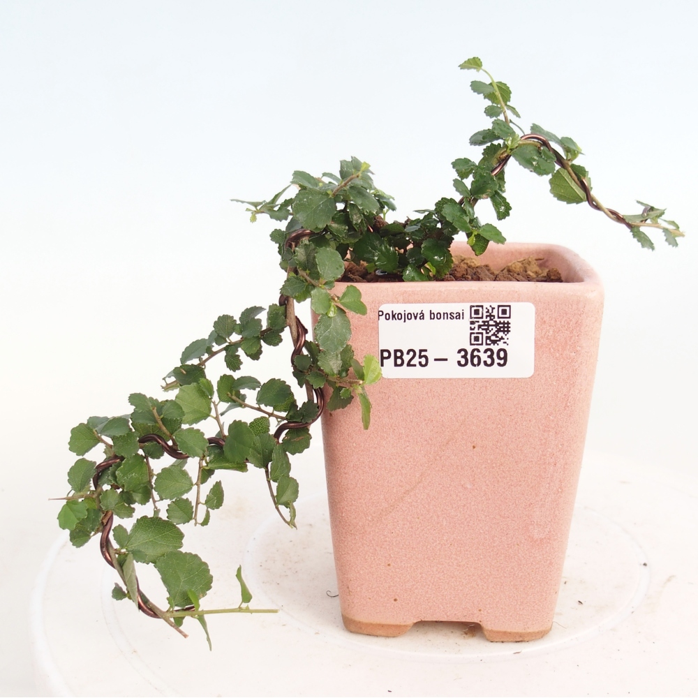 Camera bonsai - Grewia sp. - Grewia malafolia