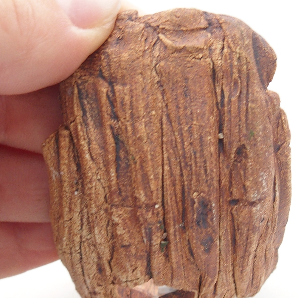 Conchiglia in ceramica 9 x 4,5 x 4,5 cm , colore marrone