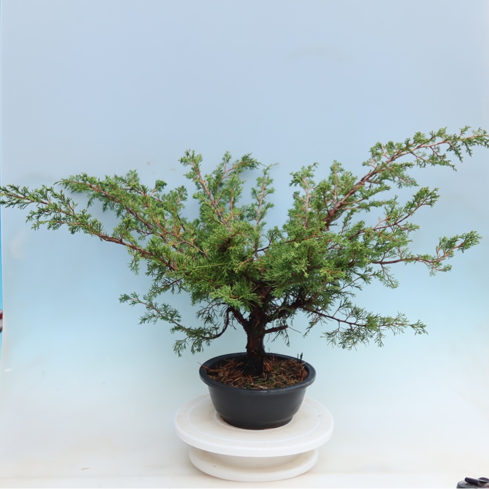 Bonsai da esterno - Juniperus chinensis Itoigawa - Ginepro cinese