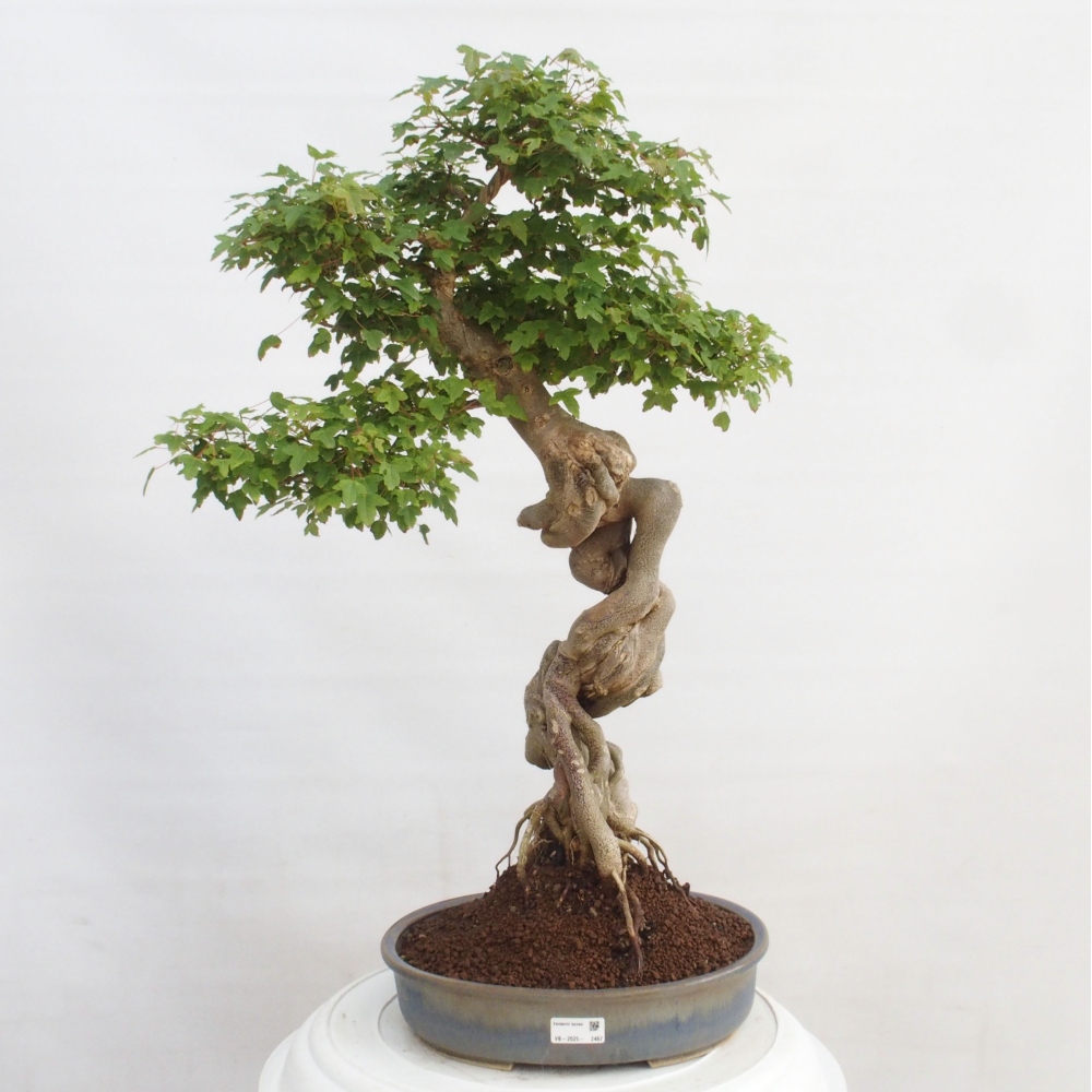 Bonsai da esterno - Acer Buergerianum - Acero burger