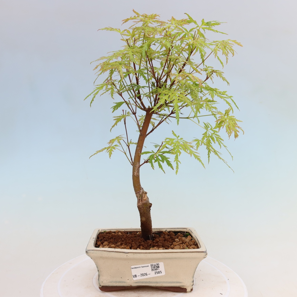 Bonsai da esterno - Acer palmatum Dissectum