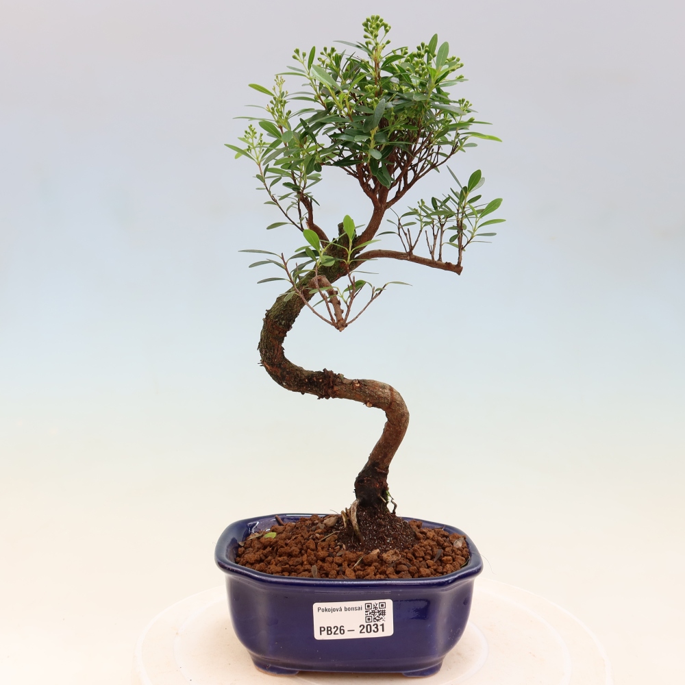 Camera bonsai - Syzygium - Pimento