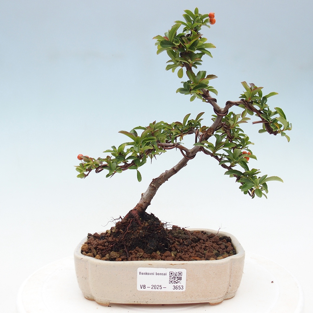 Bonsai da esterno-Pyracantha Teton -Hlox