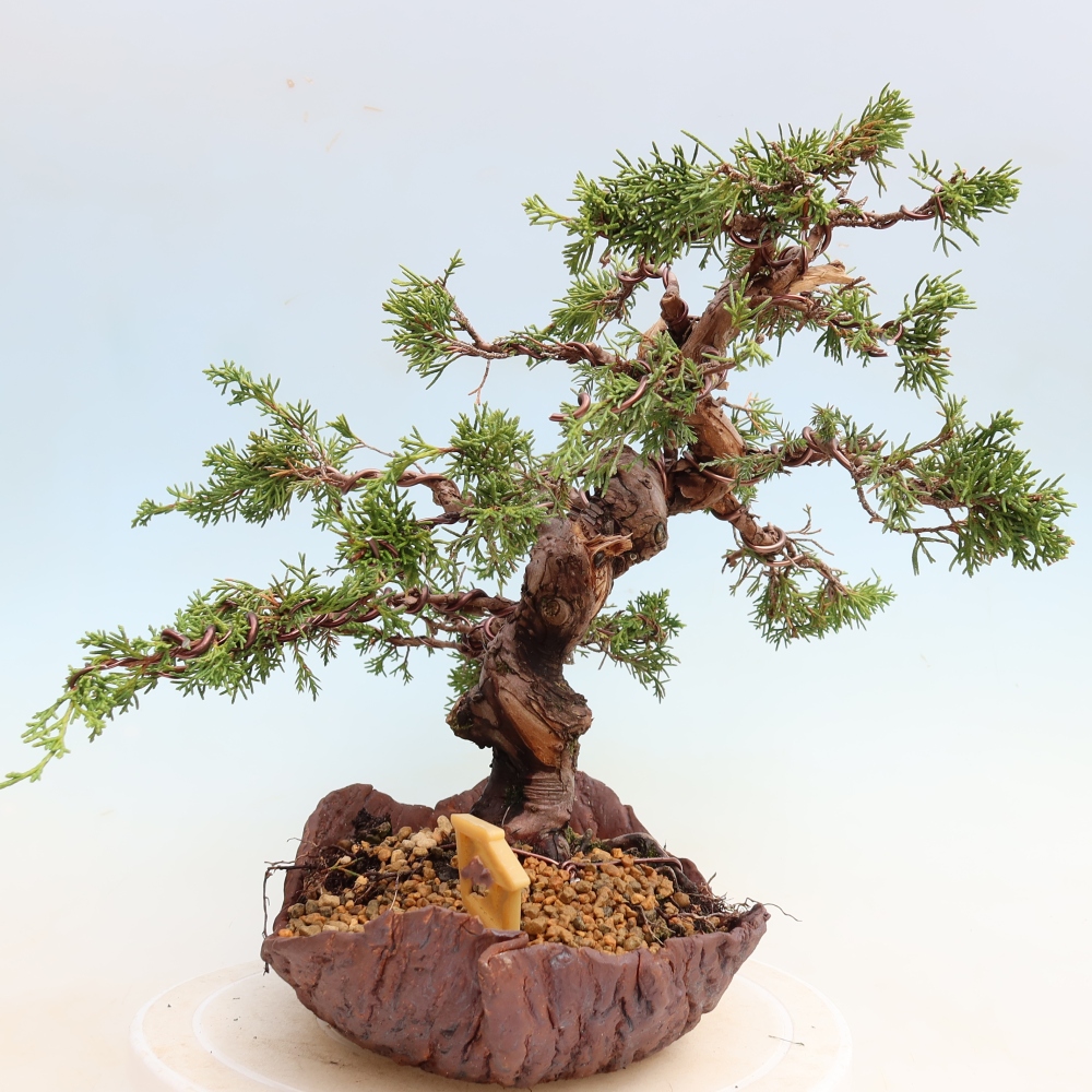 Bonsai da esterno - Juniperus chinensis Itoigawa-Juniperus chinensis