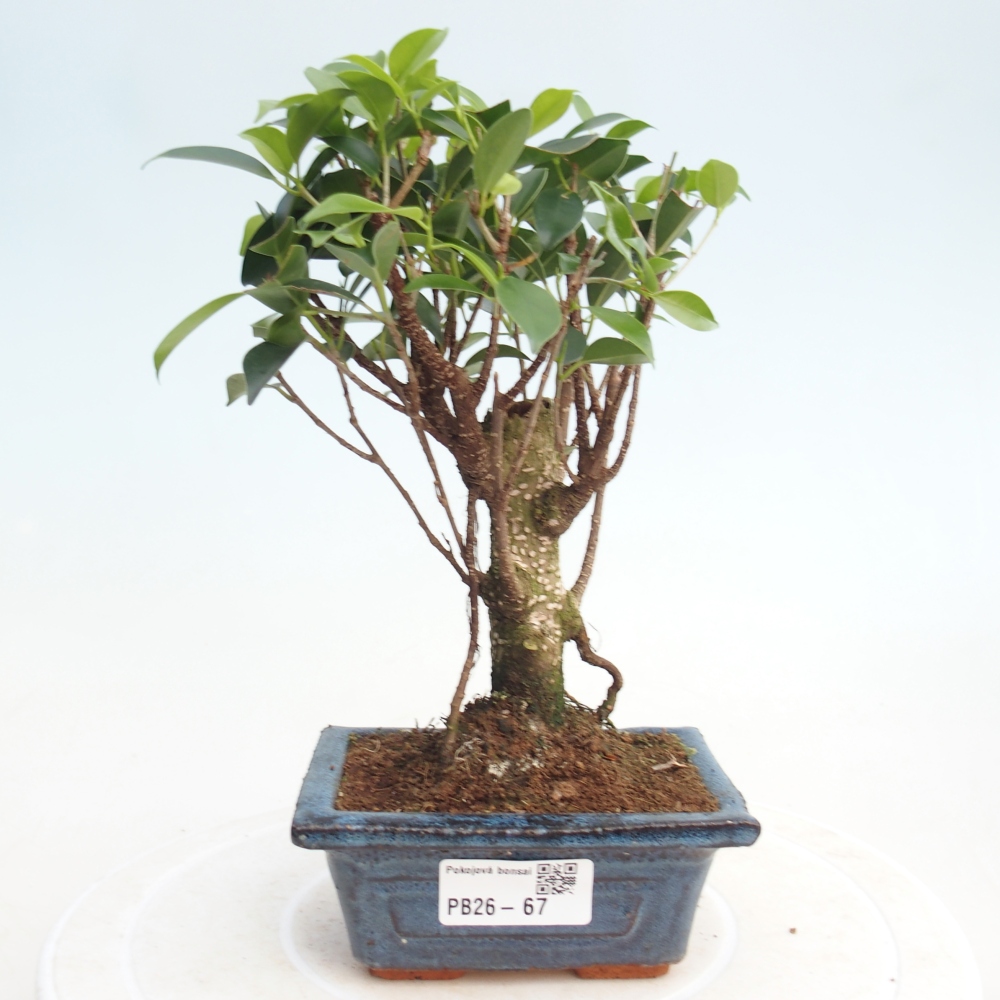 Camera bonsai Ficus retusa kimmen